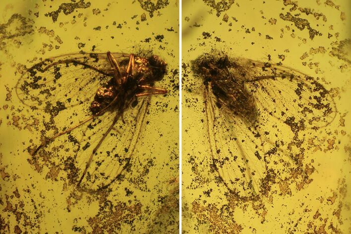 Fossil Moth Fly (Psychdidae) In Baltic Amber #120654